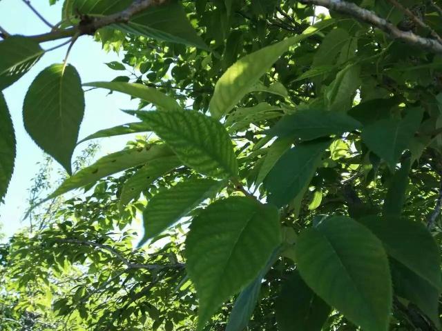 点击查看原图